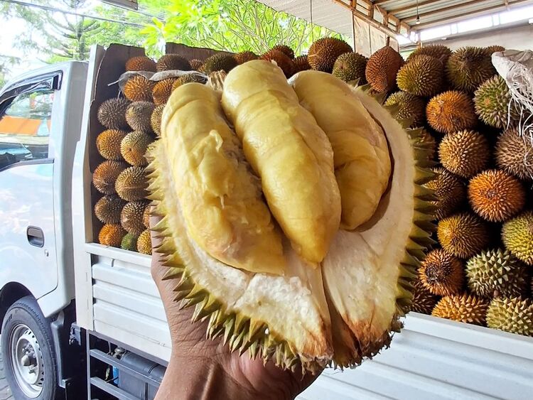 Durian Ageng