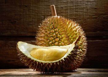 Rekomendasi Tempat Jual Durian di Semarang, Langsung dari Kebun