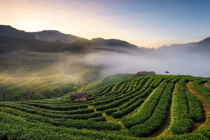 Wisata di Limbangan kendal