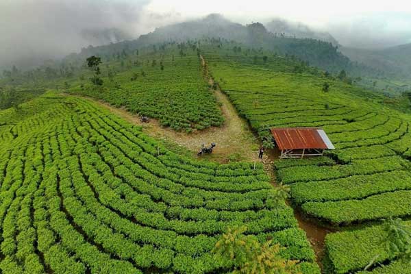 Rekomendasi Wisata di Boja - Kebun Teh Medini