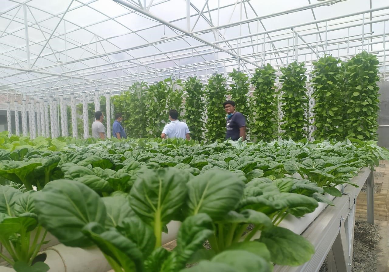 Wisata Agro Hidroponik Sukorejo