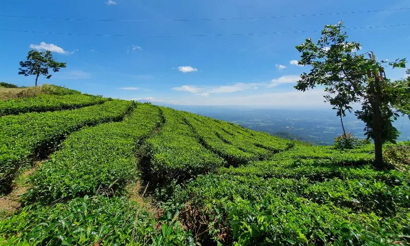 Wisata Kendal - Kebun Teh Medini