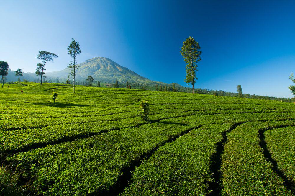 Agro Wisata Perkebunan Teh Tambi