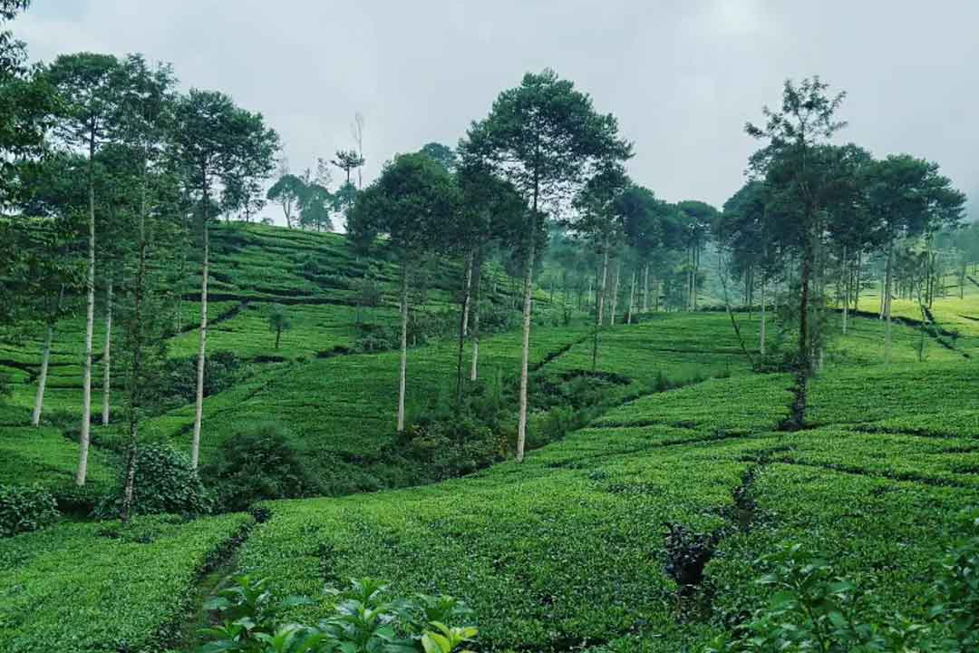 Kebun Teh Tambi Sapuran