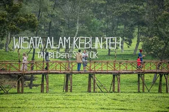 Wisata Alam Kebun Teh Sikatok