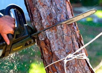 Rekomendasi Jasa Tebang Pohon Bandung