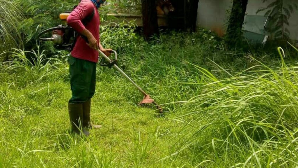 Jasa Potong Rumput Jati Bening