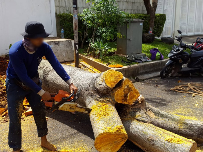 Uje Tebang Pohon