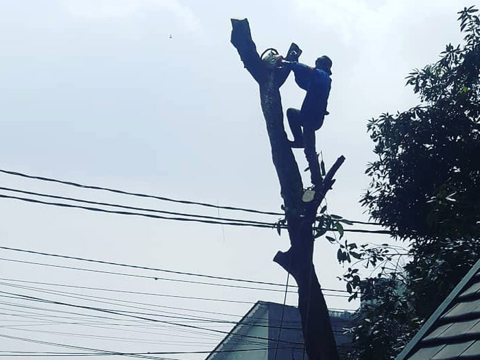 Berli Kayu